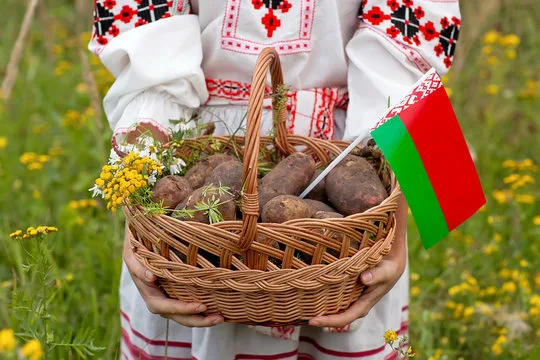 У Білорусі віддають перевагу картоплі вітчизняної селекції
