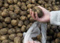 Can Government Control Potato Prices? Russia Considers Emergency Price Caps Amid Soaring Costs