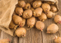Seed Potato Boom: Unveiling Factors Fueling the Industry’s Rapid Growth