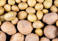 Russia Faces Surge in Potato Imports Amid Rising Consumer Prices
