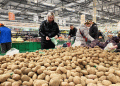Tver Potatoes Pass Rigorous Safety Testing: What It Means for Food Security and Market Access