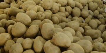 Haryana potato farmers included under Bhavantar Bharpai Yojana