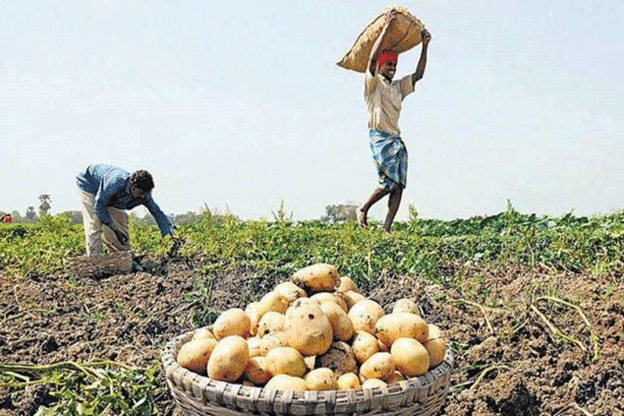 Wenn das Saatgut nicht aufgeht: Deformierte Kartoffelerträge vernichten die Bauern in Arambagh