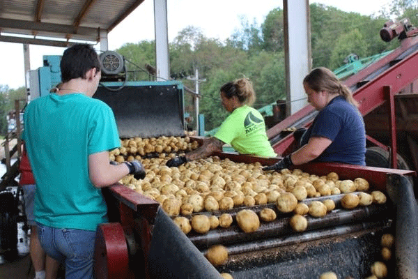 From Field to Football: Why the Rising Price of Potato Chips Starts with the Soil