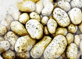The Hidden Threat: Potato Cancer Endangers Oryol’s Harvest