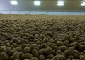 Cooling the Future: What U.S. Climate Policy Means for Potato Storage Facilities Across North America