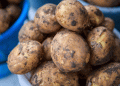 Boosting Potato Crop Potential: Seed Potato Imports and Pest Control in Stavropol
