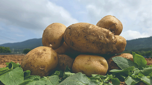 Golden Opportunity: How the ‘Geumseon’ Potato Variety is Revolutionizing Sustainable Farming in Seosan 1 Golden Opportunity: How the ‘Geumseon’ Potato Variety is Revolutionizing Sustainable Farming in Seosan