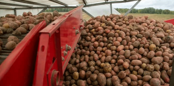 Viral Potato Scare in Novosibirsk: Experts Debunk Misinformation, Urge Science-Based Farming