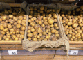 Kaliningrad’s Potato Market: Local Harvest Nears as Prices Surge and Supply Chains Shift