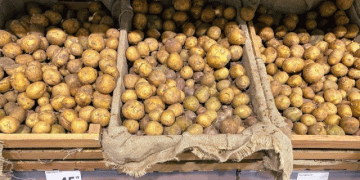Kaliningrad’s Potato Market: Local Harvest Nears as Prices Surge and Supply Chains Shift