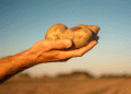 Spring Sprint: Dutch Farmers Race to Plant Potatoes Early in the Driest March on Record