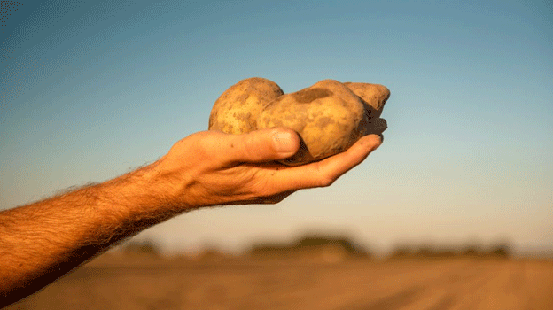 Spring Sprint: Dutch Farmers Race to Plant Potatoes Early in the Driest March on Record 6 Spring Sprint: Dutch Farmers Race to Plant Potatoes Early in the Driest March on Record
