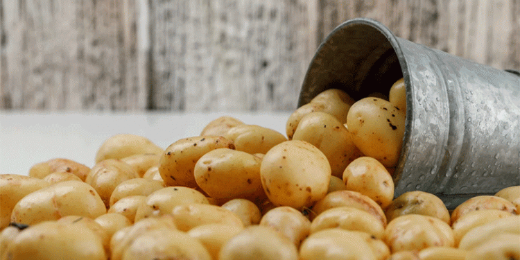 Potatoes to Halve in Price: How Russia’s Seasonal Harvest Will Impact Agri-Markets