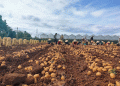 Bliss Potatoes: A Sustainable Success Story in Vietnam’s Agri-Sector