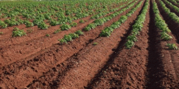 Mastering Irrigation: A Free Course Empowering Mississippi Farmers for Water-Efficient Success