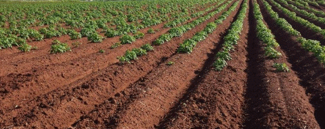 Mastering Irrigation: A Free Course Empowering Mississippi Farmers for Water-Efficient Success