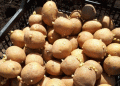 Over 1,600 Hectares Quarantined in Russia’s Perm Region Due to Golden Potato Cyst Nematode Outbreak