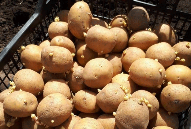 Más de 1,600 hectáreas en cuarentena en la región rusa de Perm debido a un brote del nematodo del quiste dorado de la patata.