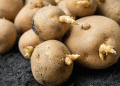 Seed Potato Shortage Crisis: How Brexit Continues to Disrupt UK and EU Agriculture