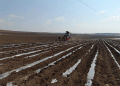 Early Potato Planting in Transbaikalia: Trends, Challenges, and Opportunities for Farmers