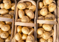 Boosting Potato Yields by 25%: New Integrated Protection System Shows Promising Results