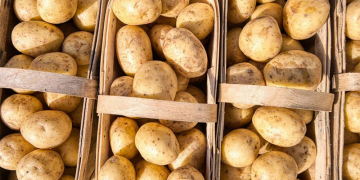 Boosting Potato Yields by 25%: New Integrated Protection System Shows Promising Results