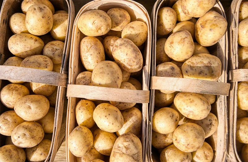 Steigerung der Kartoffelerträge um 25 %: Neues integriertes Schutzsystem zeigt vielversprechende Ergebnisse