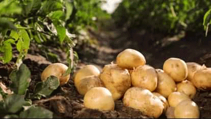 Boosting Potato Farming: Uttar Pradesh Set to Become a Global Hub with New Research Centers 73 Boosting Potato Farming: Uttar Pradesh Set to Become a Global Hub with New Research Centers