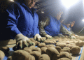 Leningrad Region Secures 16,000 Tons of Seed Potatoes — Supplying Itself and a Third of Russia