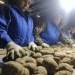 Leningrad Region Secures 16,000 Tons of Seed Potatoes — Supplying Itself and a Third of Russia