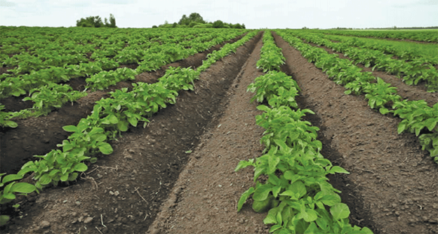 Fighting the Winged Threat: Emergency Approval of Crop Protection Measures Against the Glassy-Winged Leafhopper in Germany 44 Fighting the Winged Threat: Emergency Approval of Crop Protection Measures Against the Glassy-Winged Leafhopper in Germany