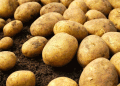 Reviving Roots: How Colombia is Saving Native Potatoes Through Agroecology