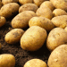 Reviving Roots: How Colombia is Saving Native Potatoes Through Agroecology