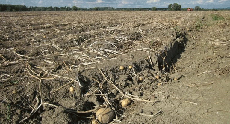 Preliminary results of the agricultural season were summed up in the Saratov region 16 Preliminary results of the agricultural season were summed up in the Saratov region