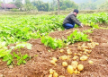 Value Chain Integration in Bac Kan: A Model for Sustainable Agricultural Growth
