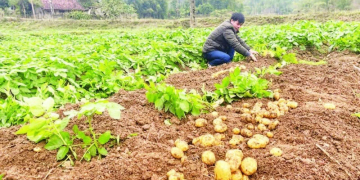 Value Chain Integration in Bac Kan: A Model for Sustainable Agricultural Growth