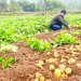 Value Chain Integration in Bac Kan: A Model for Sustainable Agricultural Growth