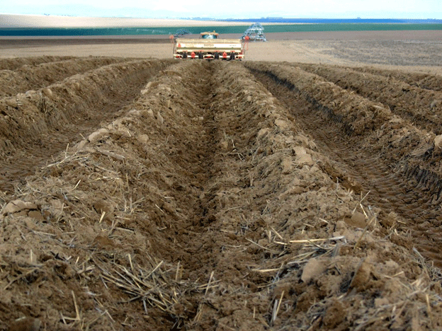 Bryansk Farmers Begin Early Potato Planting Amid Efforts to Boost Production