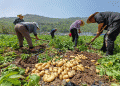 Virus-Free Potato Cultivation Boosts Yields Over 2200 kg/ha and Enhances Profitability: A Case Study from China