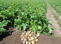 Potato Farming Under Fire: Are Kenyan Farmers Really Using Harmful Pesticides?