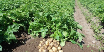 Potato Farming Under Fire: Are Kenyan Farmers Really Using Harmful Pesticides?