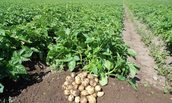 El cultivo de patatas bajo fuego: ¿Los agricultores kenianos utilizan realmente pesticidas nocivos?