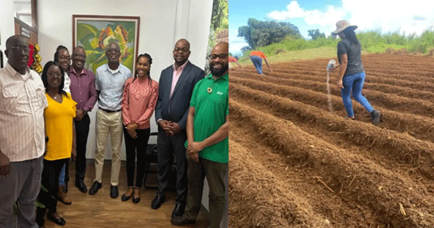 Boosting Regional Agriculture: Lessons from Dominica's White Potato Supply Chain 31 Boosting Regional Agriculture: Lessons from Dominica’s White Potato Supply Chain