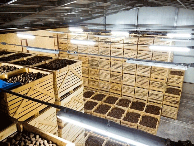 Smart, Green, and Resilient: How Sustainable Potato Storage is Redefining the Future of Agriculture