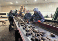 Crisis in the Cellar: Manitoba Potato Growers Face Heavy Losses as Major Buyers Slash Orders