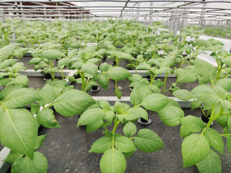 INNOVACIONES EN PAPA DE SEMILLA: ENTREVISTA CON SK GAUTAM, DIRECTOR EJECUTIVO DE SURVIR AGRITECH PVT. LTD. Entrevista exclusiva para IndianPotato.com y POTATOES NEWS