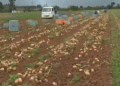 Bountiful Harvest: Okinawa’s Potato Crop Thrives Despite Weather Challenges