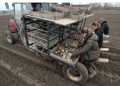 Early potato cultivation in Zeeland: Traditional methods for an early harvest