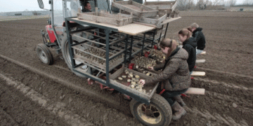 Early potato cultivation in Zeeland: Traditional methods for an early harvest